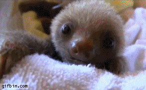 1285687657_cute-baby-sloths.gif