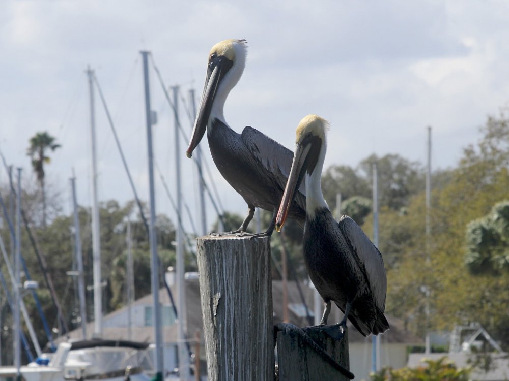 2 pelicans 2021-02-21.jpg