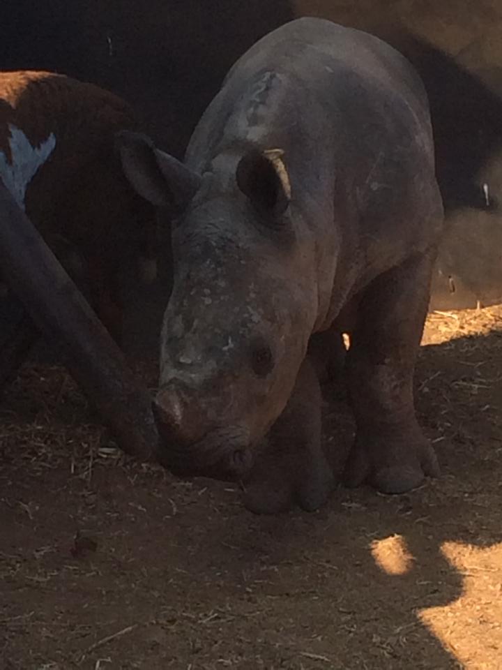 baby rhino.jpg