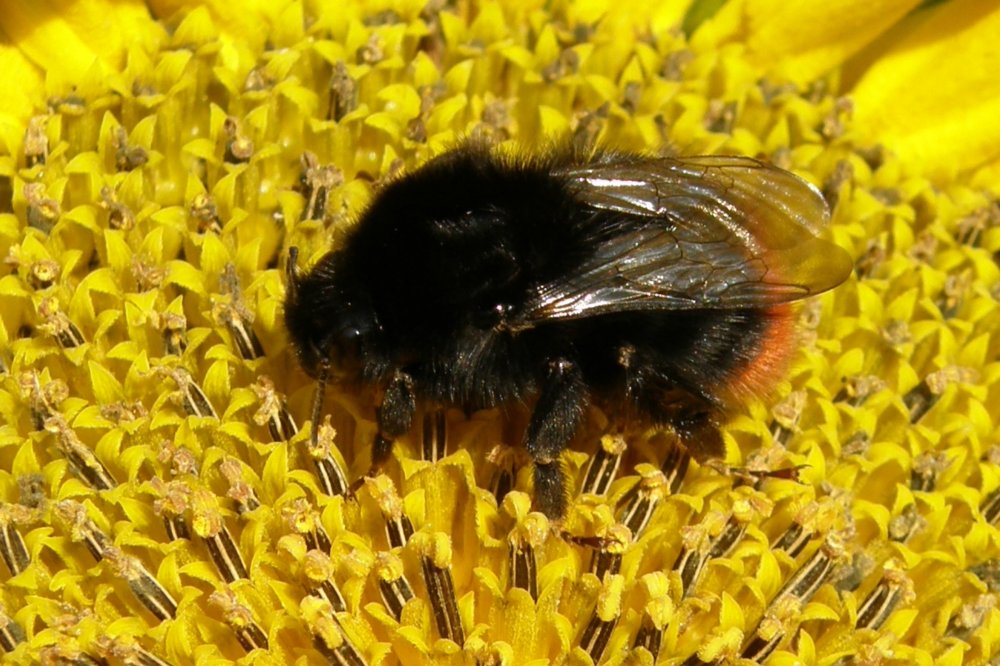 Bee on Sunflower..jpg