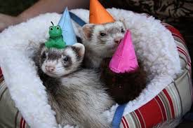 Birthday ferrets.jpg