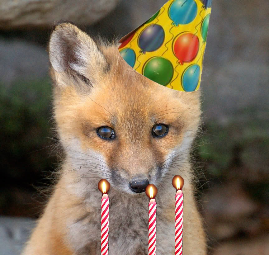 Birthday Fox.jpg