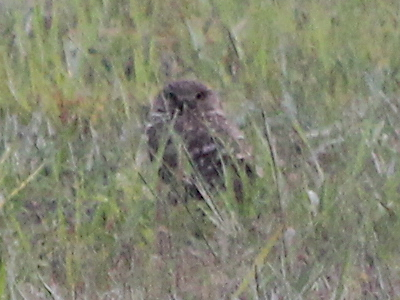 burrowing owl 2202-04-03-02.png