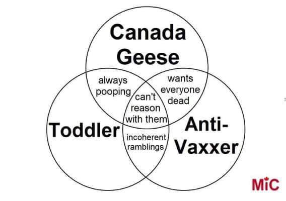 Canadian geese are like anti-vaxxers.png