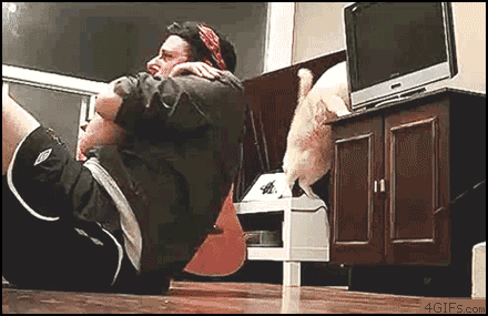 Cat knocks TV over onto guy.gif