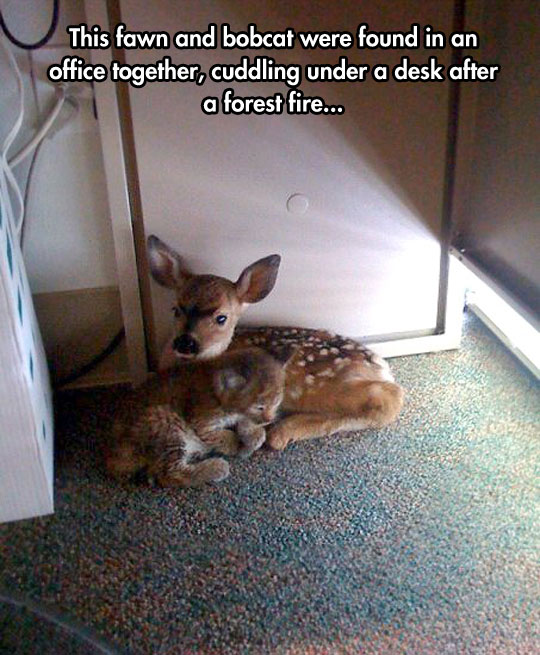 cool-bobcat-fawn-cuddling-carpet.jpg