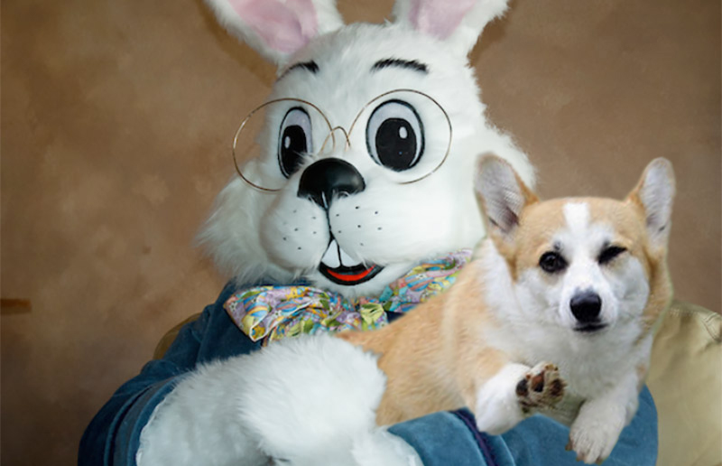 Cool Corgi Easter Bunny.jpg