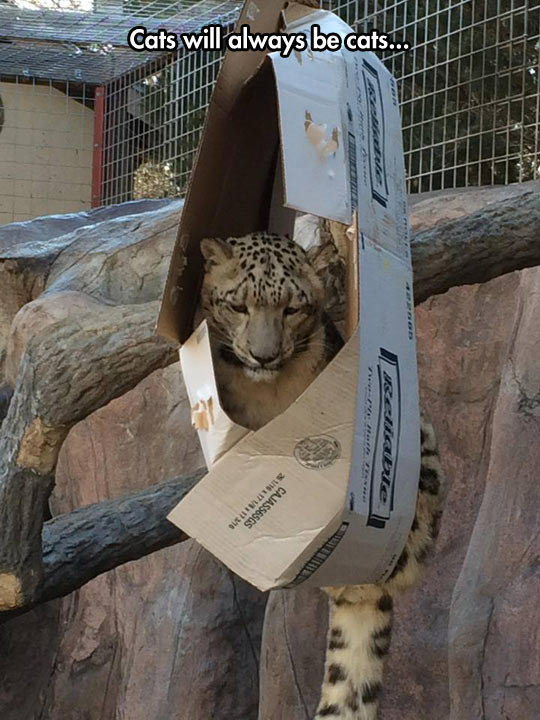 cool-Snow-Leopard-cardboard-box-tail-tree.jpg