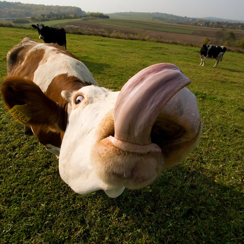 cow cow cow.jpg