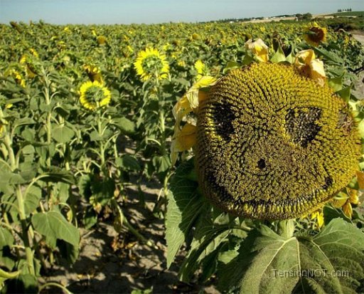 Creepy-Sunflower.jpg