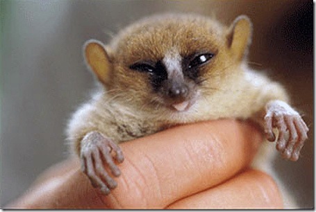 cute baby lemur 11_thumb.jpg