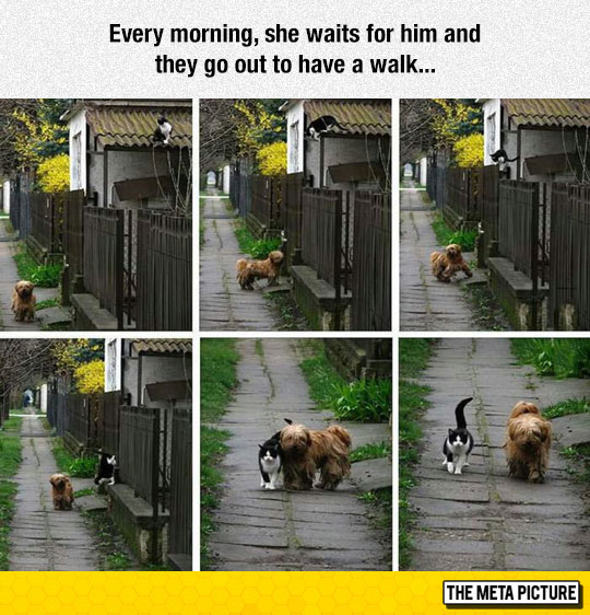 cute-dog-cat-walk-together-friends.jpg