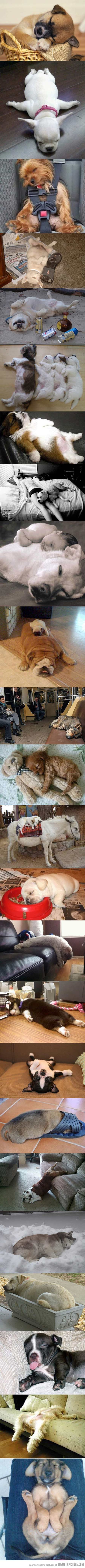 cute-dogs-asleep-floor-puppies.jpg