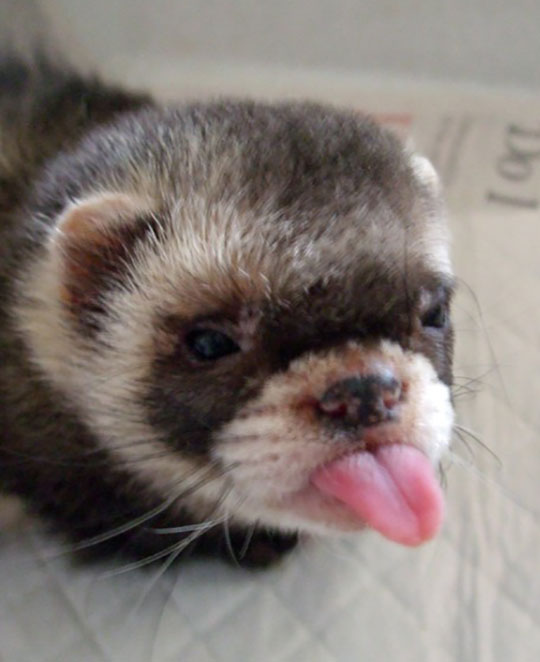 cute-ferret-tongue-out-mocking.jpg