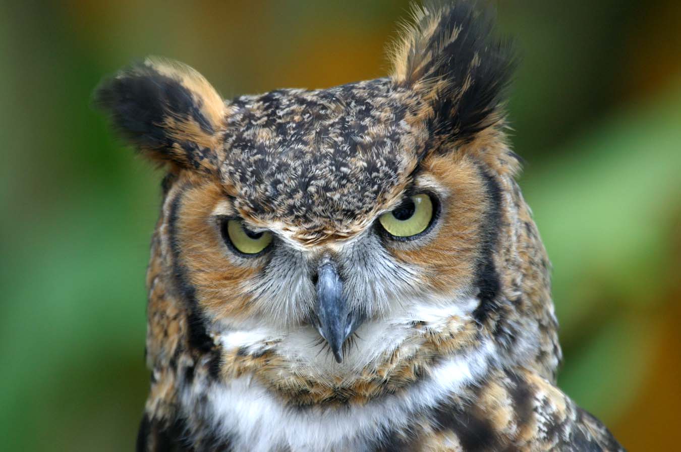 disbelieving owl.jpg