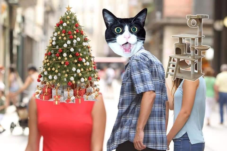 Distracted boyfriend meme _ Cat Christmas Tree.jpg