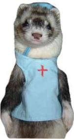doctor ferret.png