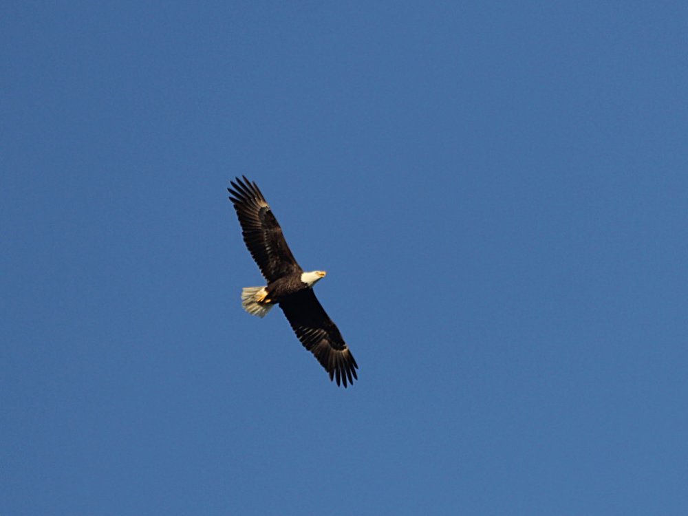 eagle in flight 2020-11-13-01.jpg