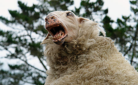 evil sheep.jpg