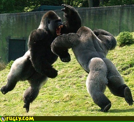 fighting_gorillas.jpg