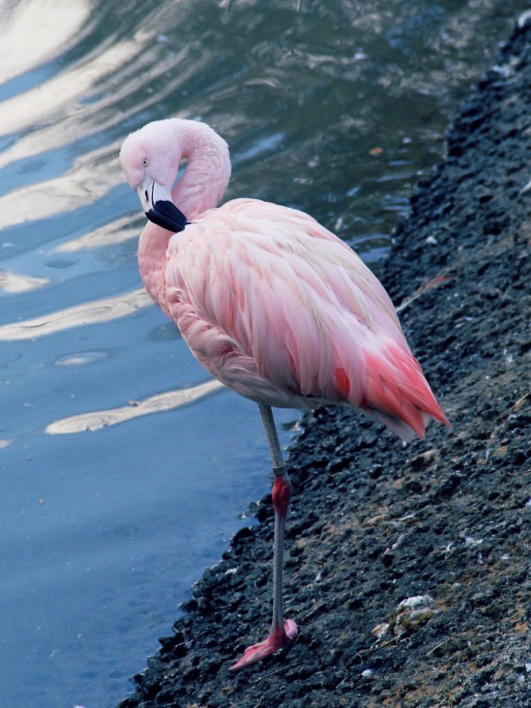 flamingo 2019-1129-01.jpg