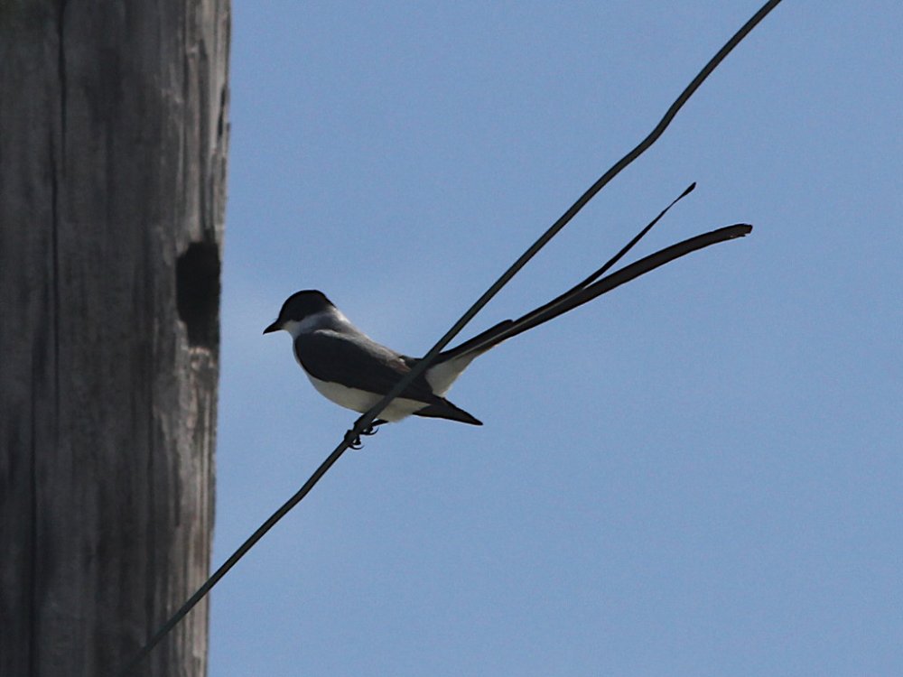 fork-tailed flycatcher.jpg
