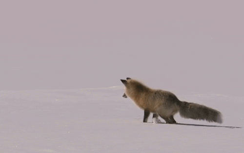 fox-jump-in-snow.gif