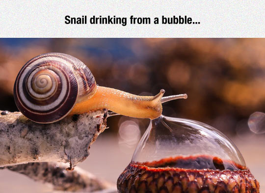 funny-bubble-water-snail-drinking.jpg