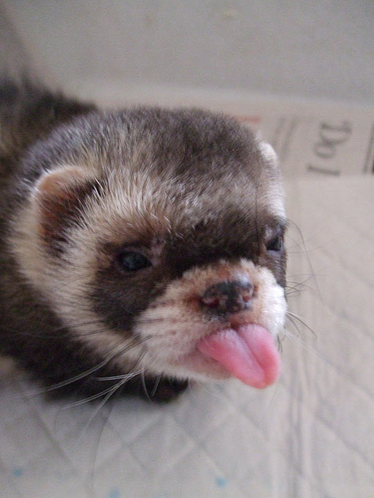 funny-ferret-tongue-out.jpg