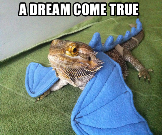 funny-lizard-wings-dragon-dream.jpg