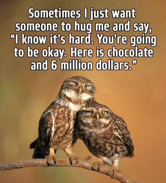 funny-owl-hug-money-chocolate.jpg