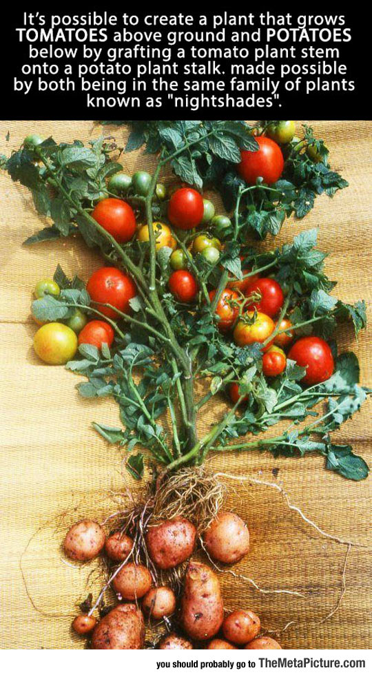 genetics-tomatoes-potatoes-plant.jpg