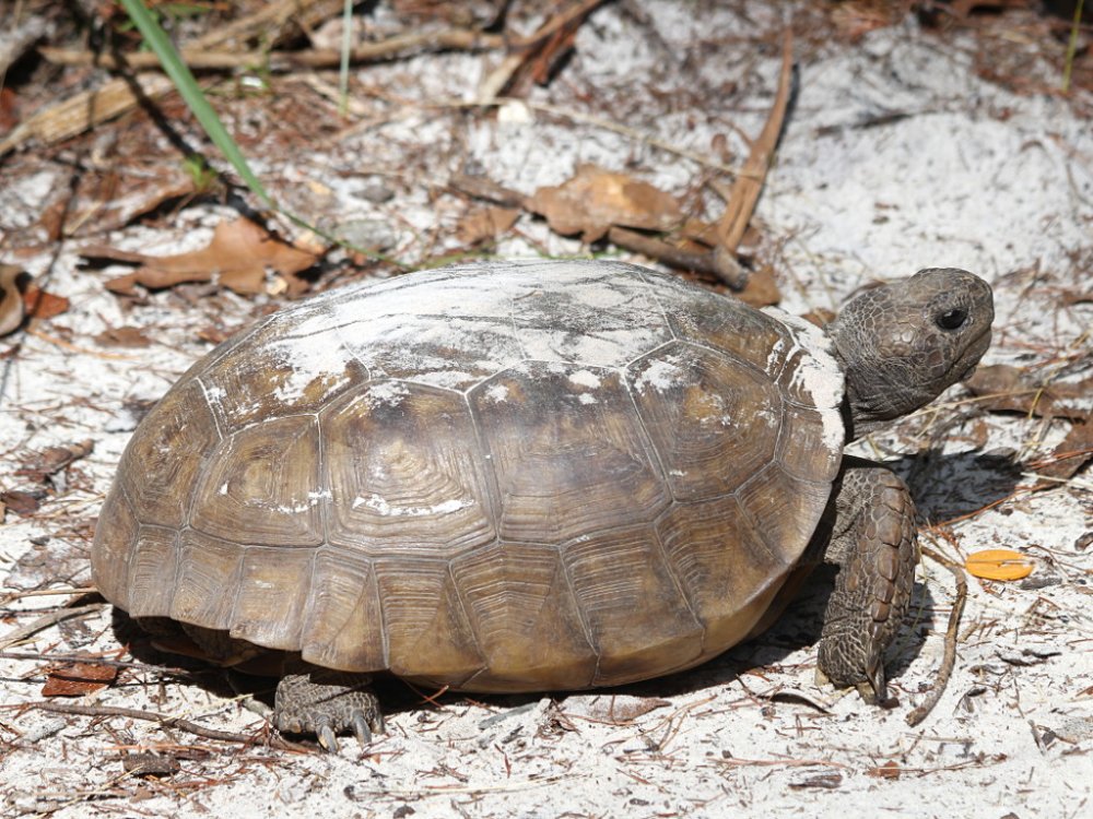 gopher tortoise 2021-05-09-01.jpg