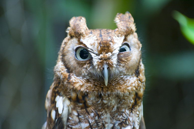 incredulous owl.jpg