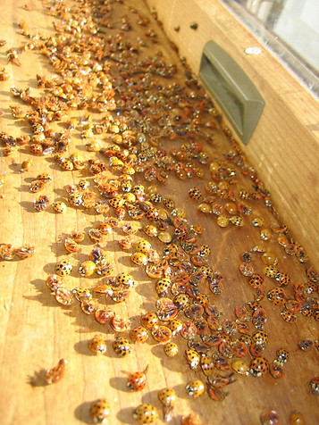 ladybug-infestation6.jpg