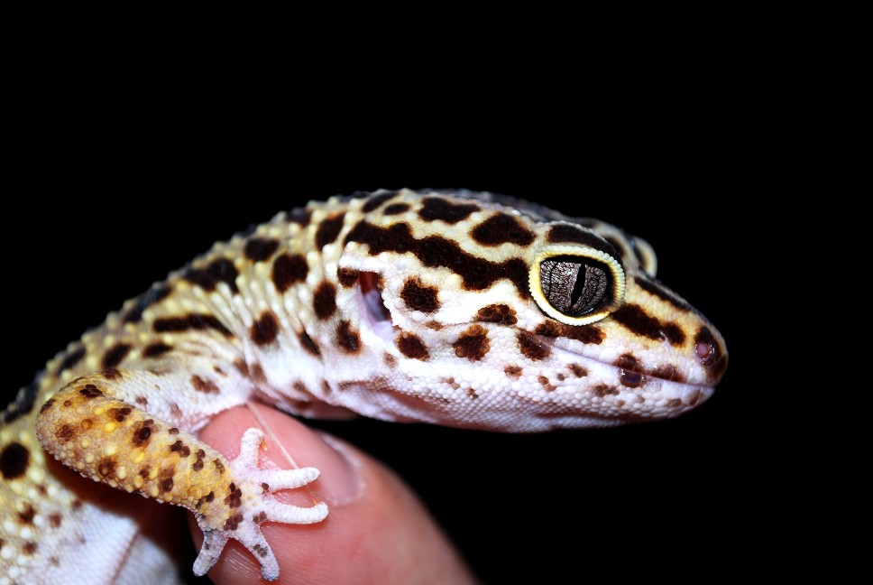 leopard-gecko.jpg