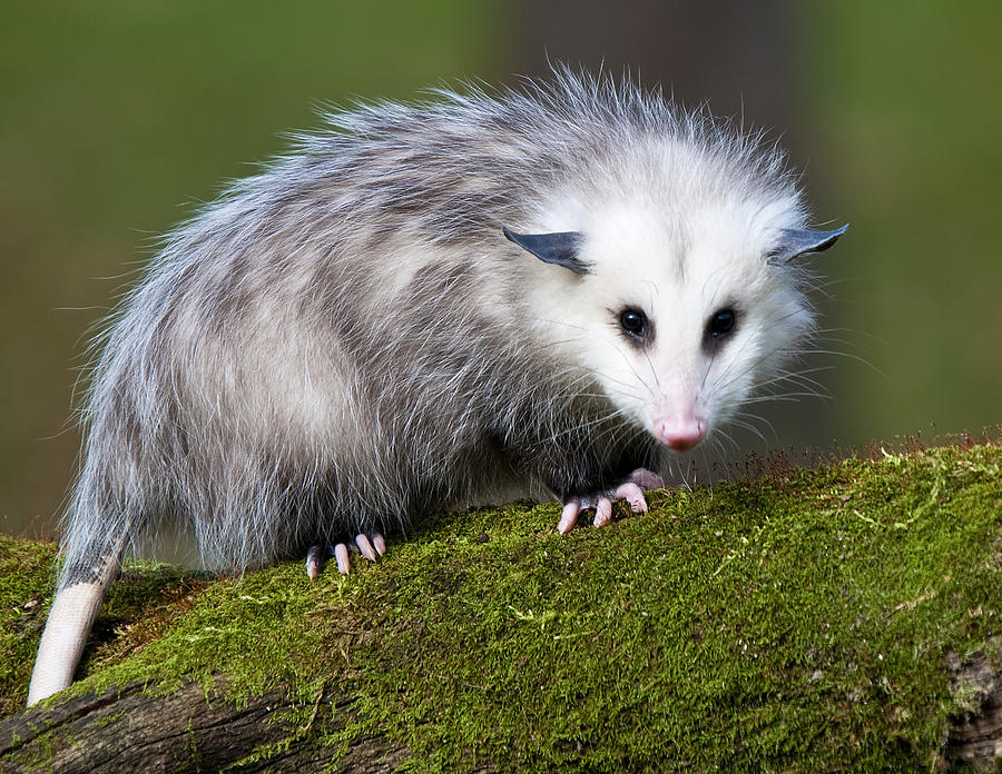 opossum7.jpg