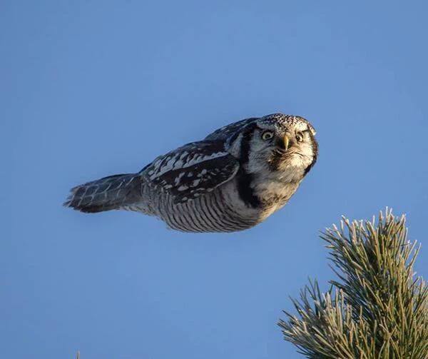 owl in flight.jpg