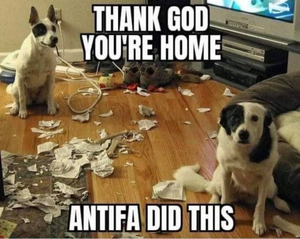 Pets say Antifa did it.jpg