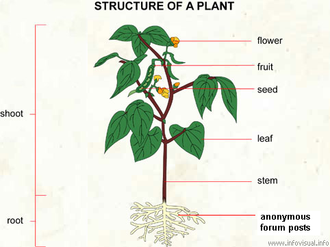 plant.PNG