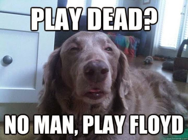 Play Dead no Play Floyd Dog.jpg