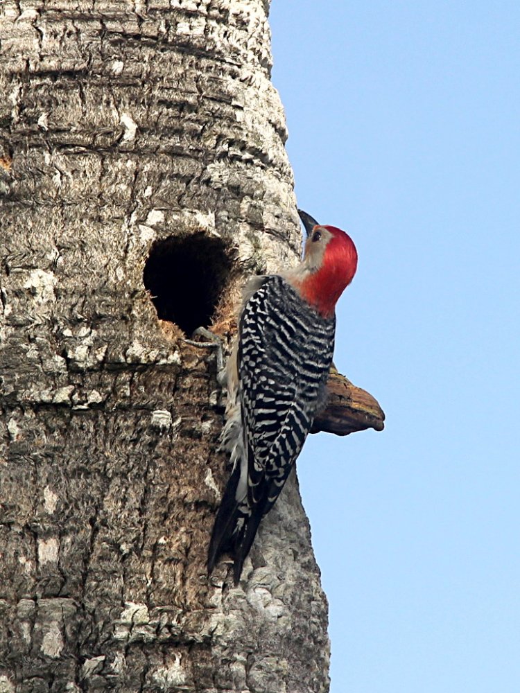 red bellied woodpecker 2021-04-23-01.jpg