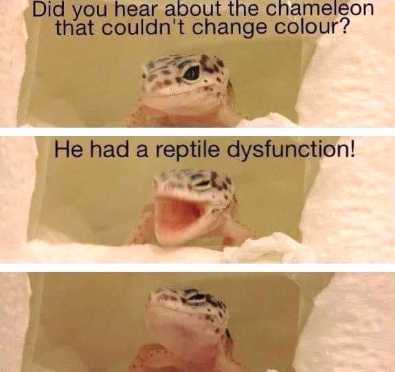 reptile dysfunction.jpg