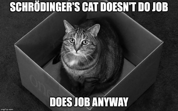 schrodingers cat job.jpg