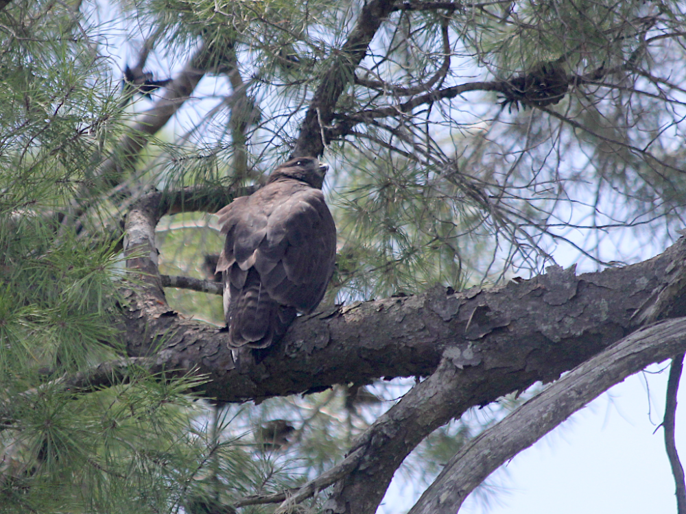 short tailed hawk 2022-07-24-01.png