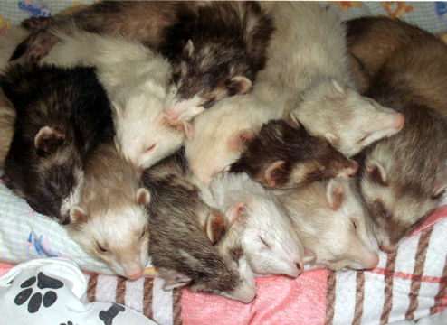 sleeping ferrets.jpg