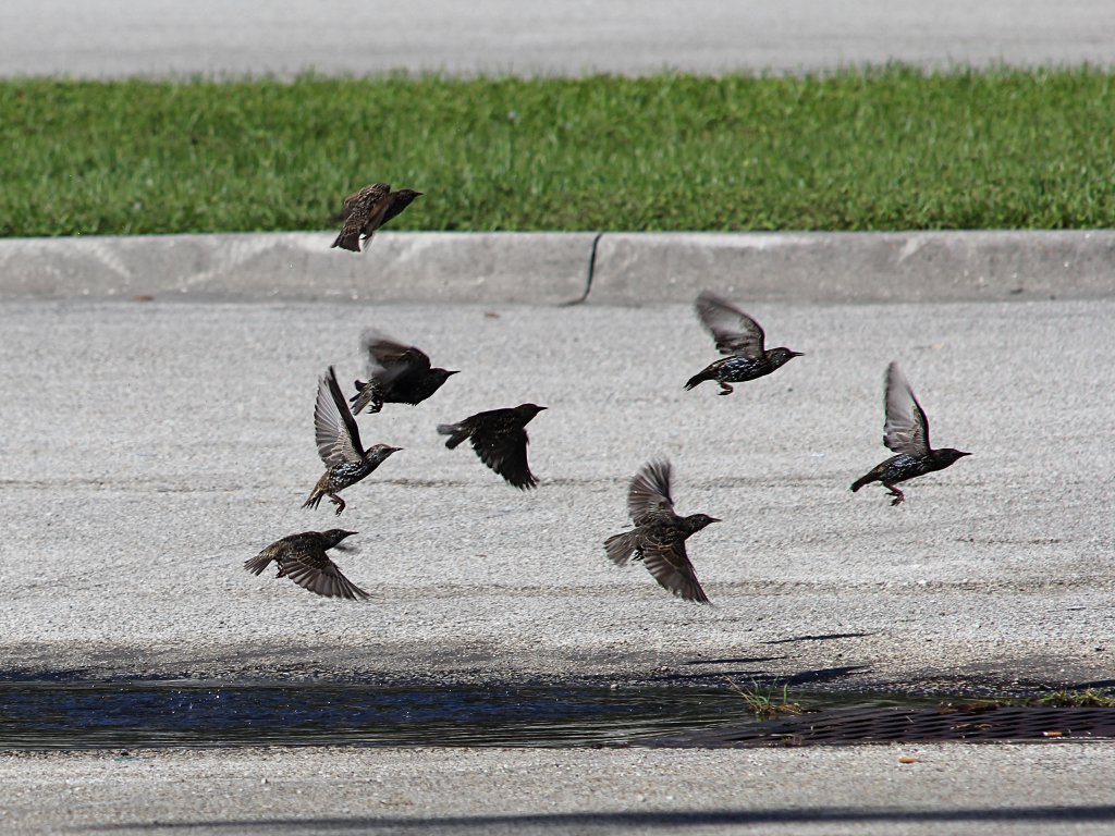 starlings in flight.jpg