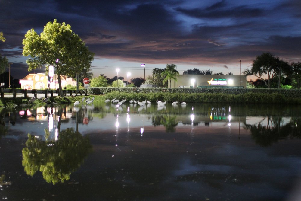storks at night.jpg