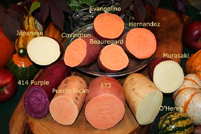 Sweet Potato Varieties Sliced.jpg