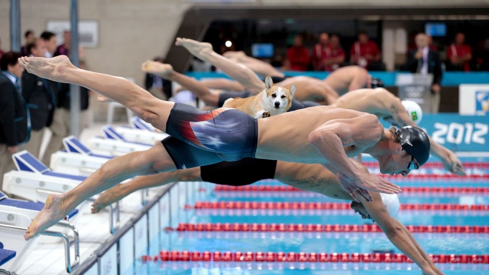 Swimming corgi.jpg